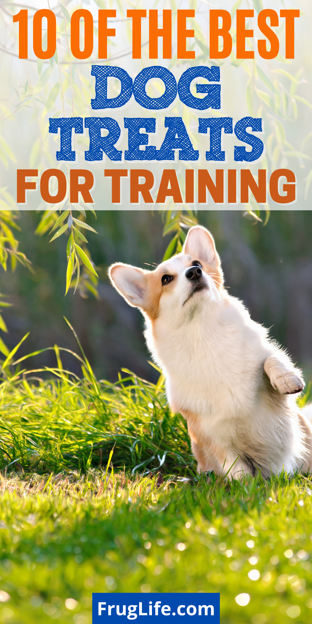 best dog treats for training pin