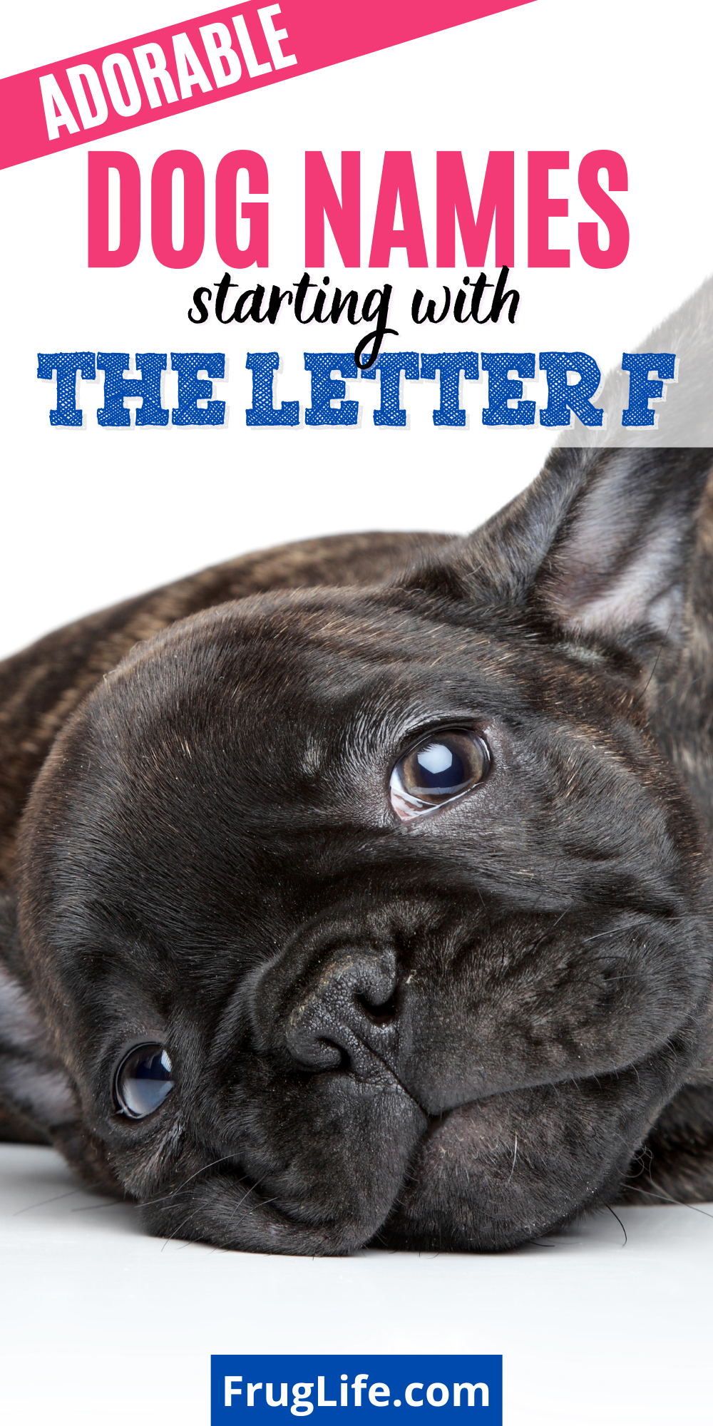 30 Dog Names That Start With F (Great For French Bulldog Pug Mix)