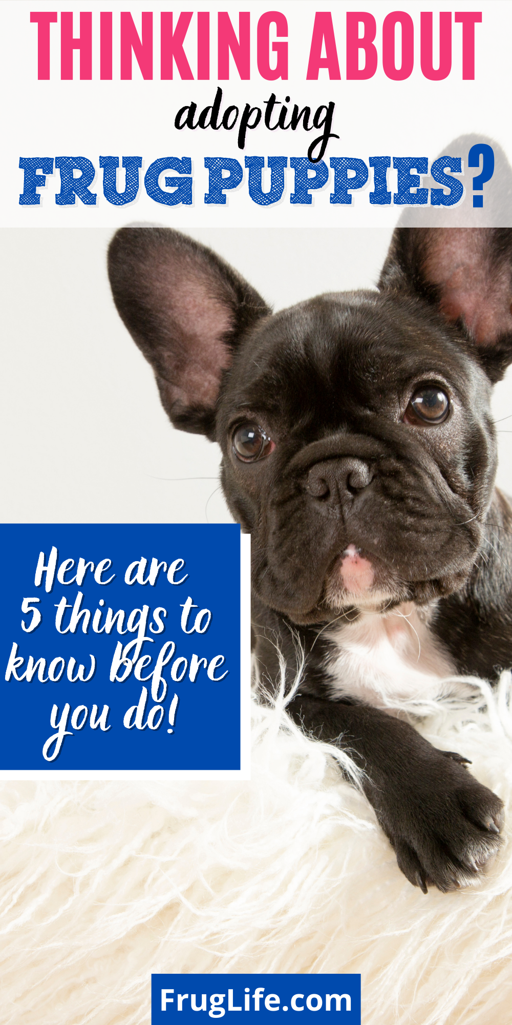 things to know about frug puppies pin