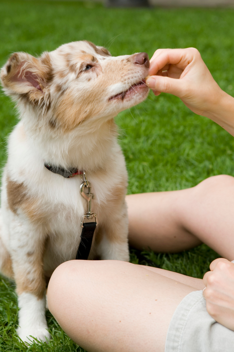Puppy Potty Training Regression - How To Get Back To Housebroken