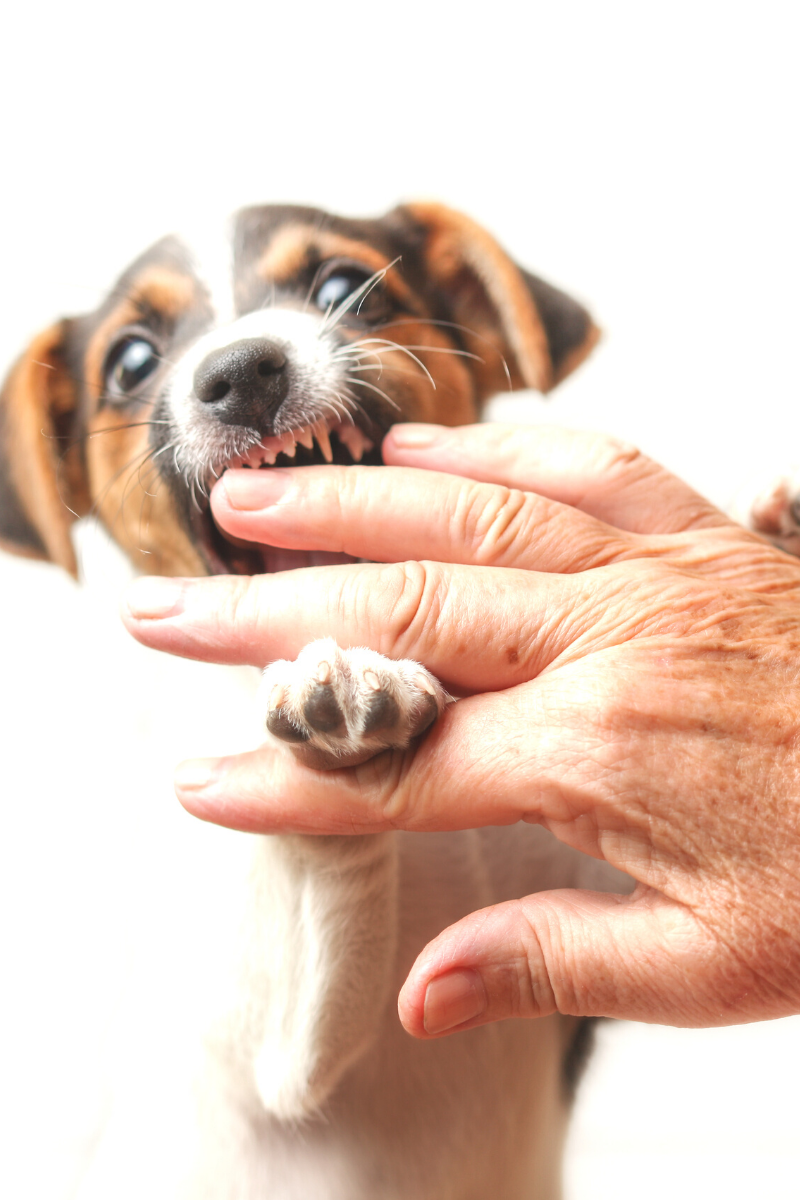 puppy biting fingers