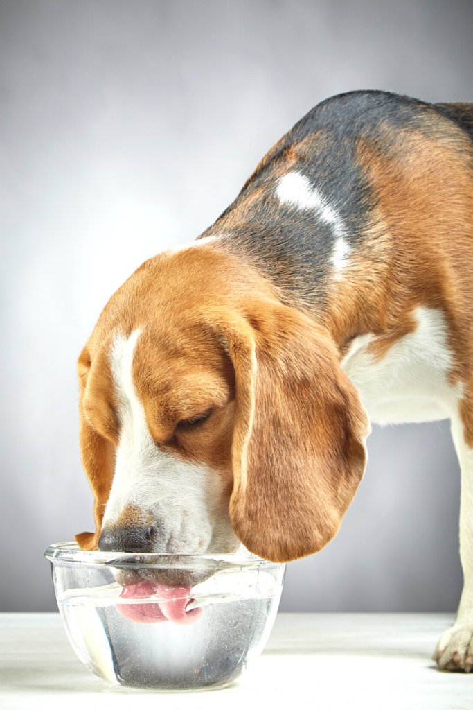 My Dog Ate a Chocolate Chip Cookie - What Do I Do? - Frug Life