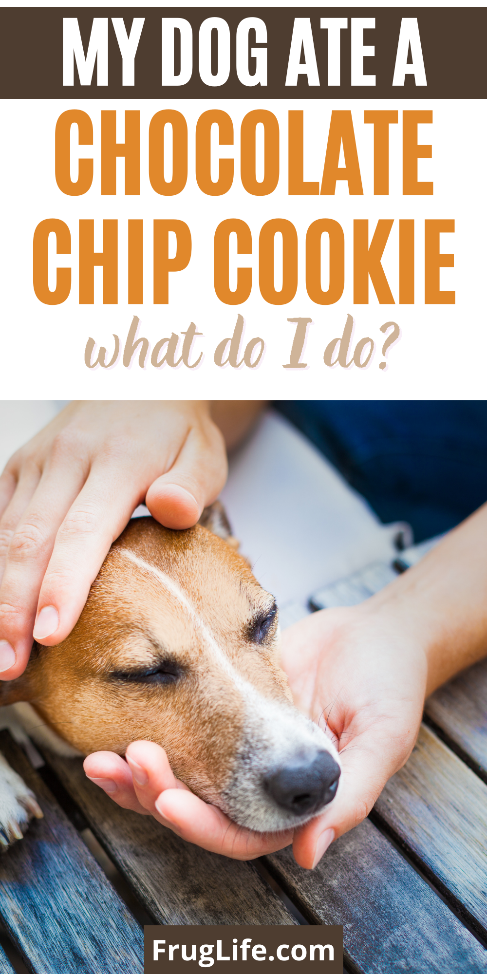my dog ate a chocolate chip cookie pin
