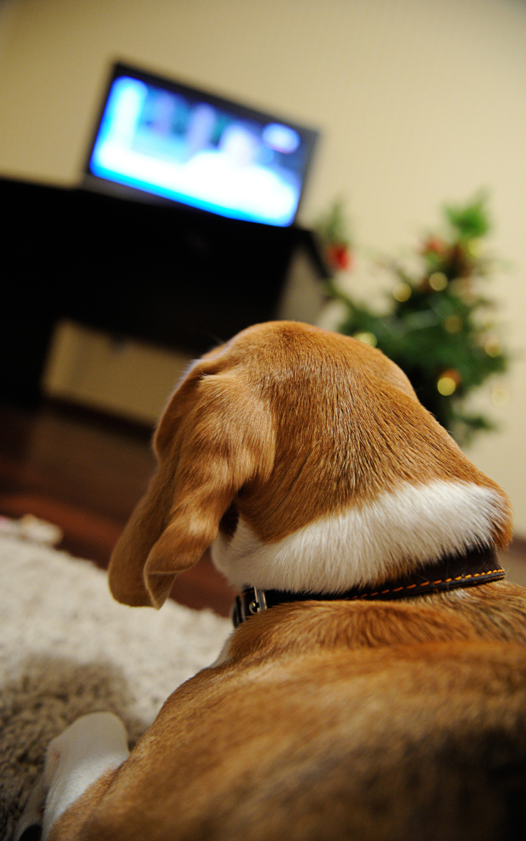 dog watching tv